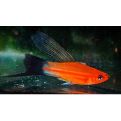 Red wagtail sword Platy