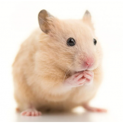 Hamster Sirio Común